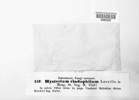 Hysterium cladophilum image